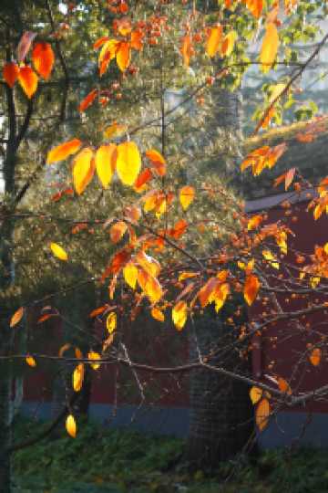 北京旅遊｜北海公園，紅牆黛瓦的最美金秋