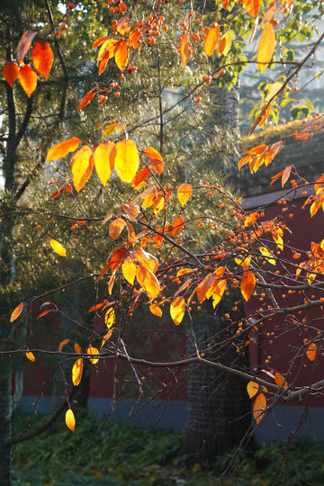北京旅遊｜北海公園，紅牆黛瓦的最美金秋
