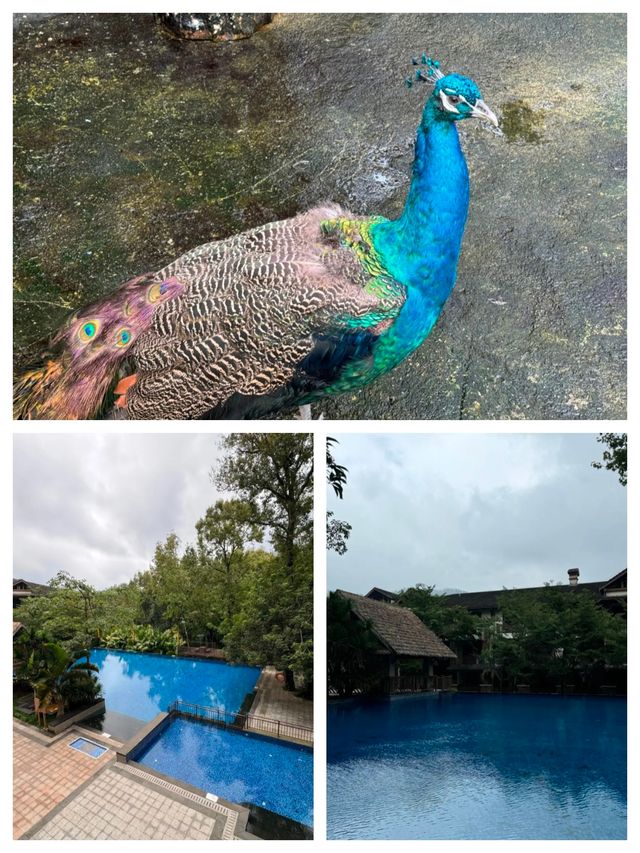 探秘五指山亞泰雨林酒店：住進熱帶雨林的夢幻之境