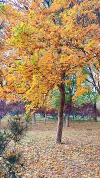 城市中心的秋日童話