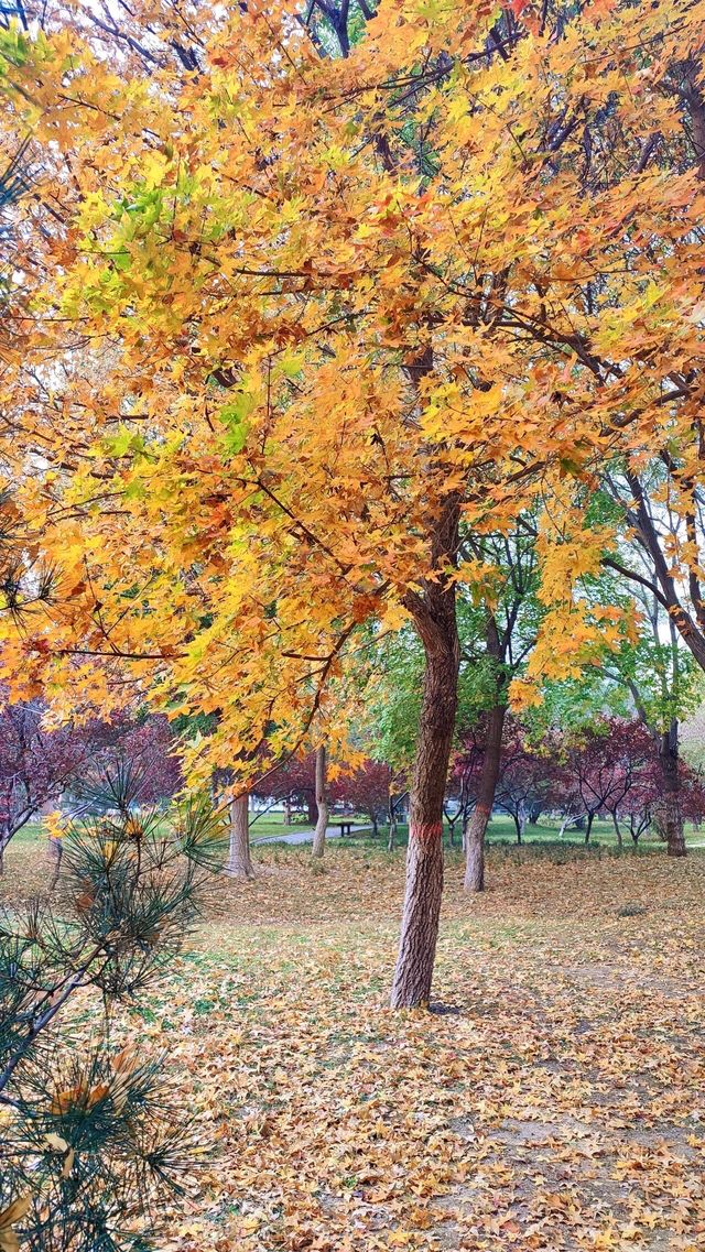 城市中心的秋日童話