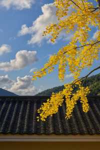 廣東最像秋天地方｜去南雄追一場金黃銀杏雨