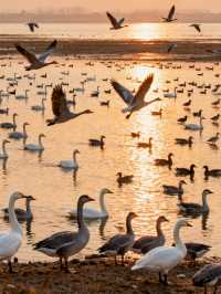 上饒3日遊 | 望仙谷與三清山經典組合・全人群適配攻略