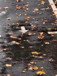 婺源秋色獨家攻略就在銀杏谷民宿