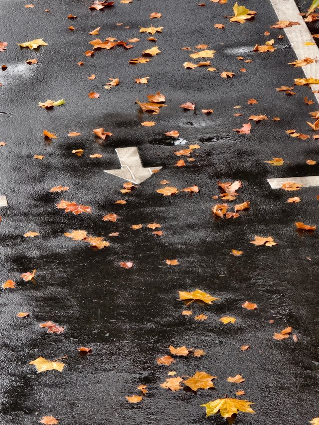 婺源秋色獨家攻略就在銀杏谷民宿