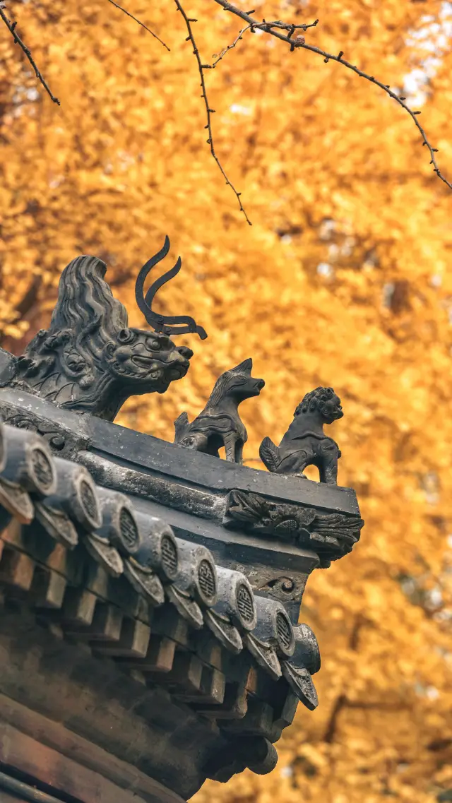 Autumn Charm of Biyun: Ginkgo Trees Reflecting Ancient Architecture, Zen Spirit Filling the Courtyard