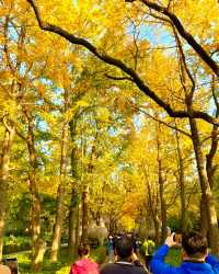 南京11月賞秋攻略：10個寶藏地直接衝，超出片！