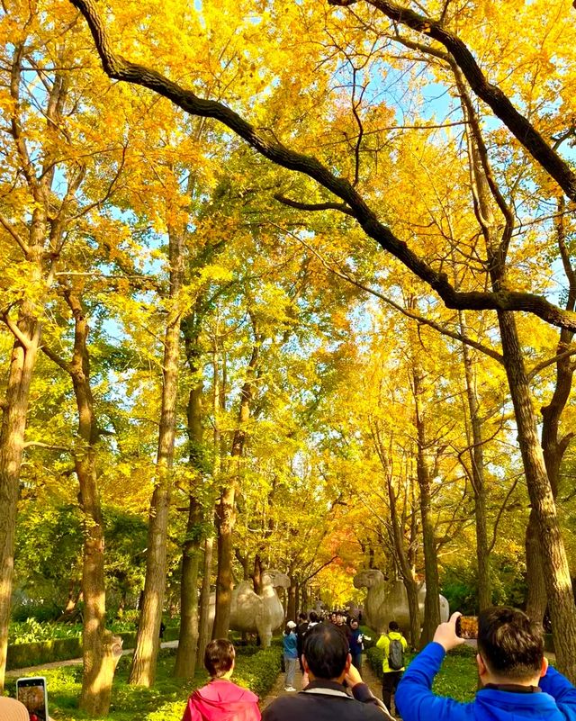 南京11月賞秋攻略：10個寶藏地直接衝，超出片！