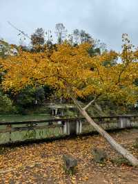 尖叫！韶關帽子峰金色童話世界已上線！！