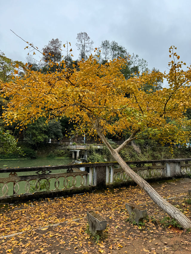 尖叫！韶關帽子峰金色童話世界已上線！！