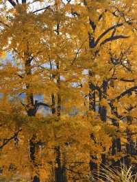 浙江賞銀杏天花板！私藏的小眾絕美路線