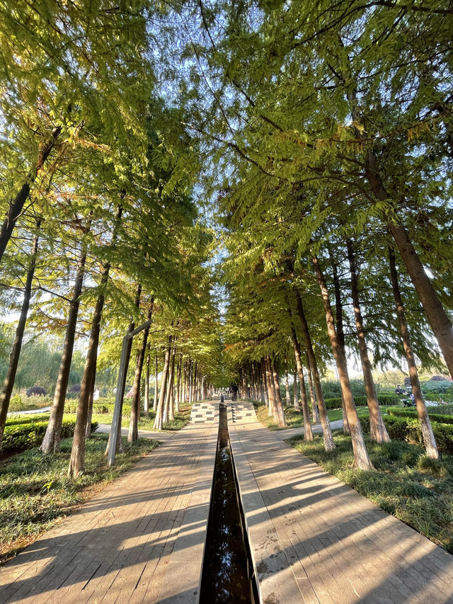 在半島世界酒店，偶遇秋日最美江濱公園