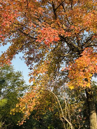 The mountains are all red, the forests dyed in layers—Daqishan Forest Park
