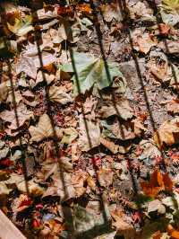 親測更新｜莫干山賞楓私藏路線