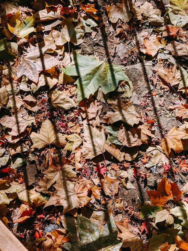 親測更新｜莫干山賞楓私藏路線