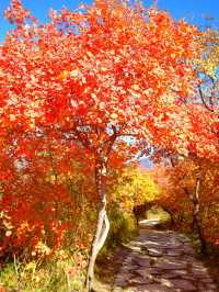 「坡峰嶺紅葉秘境·北京秋日天花板」