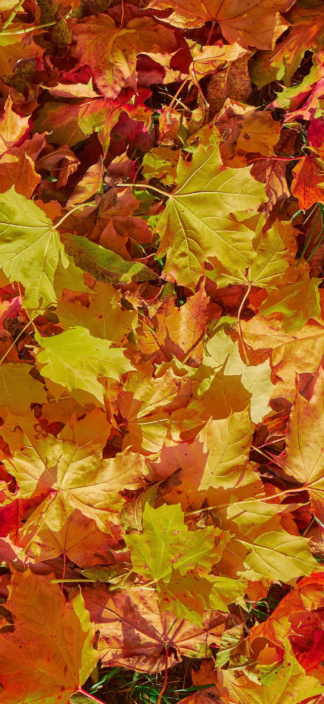 霜染亞布力：楓林藏小徑，暖居枕秋聲