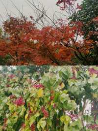 南京老山冬日限定！私藏絕美觀景台