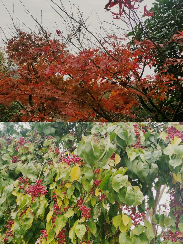 南京老山冬日限定！私藏絕美觀景台