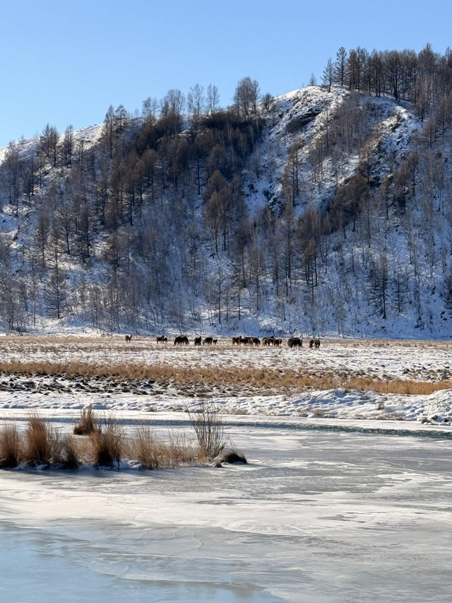 冬季阿爾山0元絕美打卡地合集,拍的每一幀都是壁紙 冬季阿爾山0元絕美打卡地合集,拍的每一幀都是壁紙