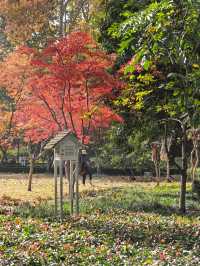 秋日限定!魔都城市氧吧暴走地圖