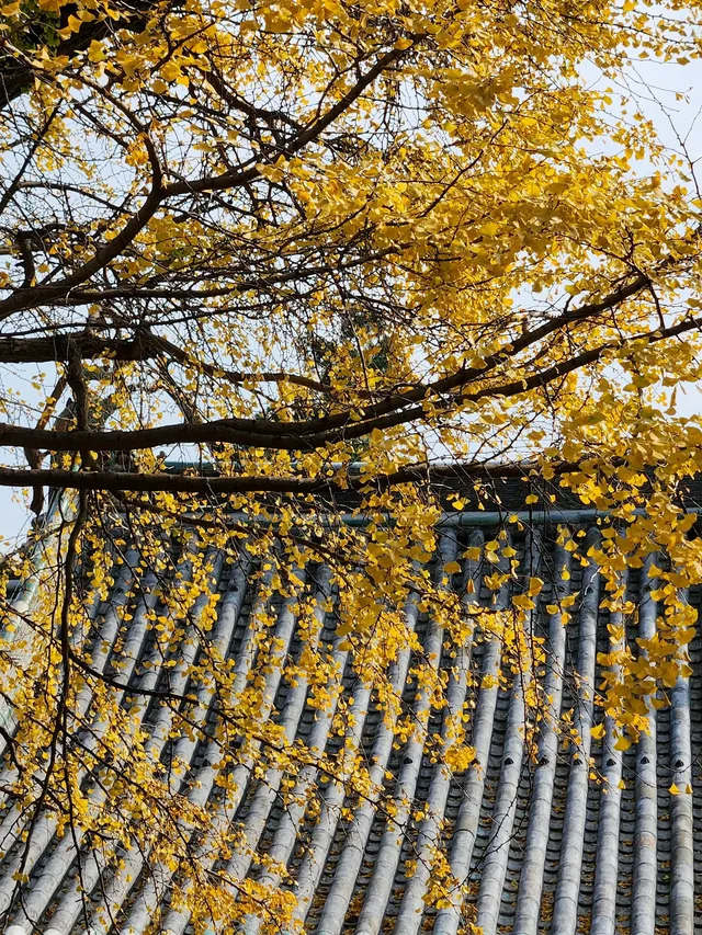 我宣佈,這是我河南最中意的小木頭房子 我宣佈,這是我河南最中意的小木頭房子