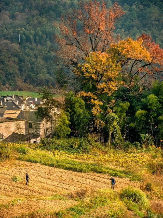 篁嶺秋色已達巔峰!千萬別錯過! 篁嶺秋色已達巔峰!千萬別錯過!
