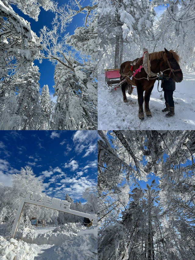 球球了 冬天遞來的邀請函 男方人一定要來 球球了 冬天遞來的邀請函 男方人一定要來