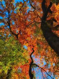 上饒三日賞秋攻略說好這篇就夠了！