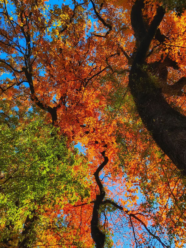 上饒三日賞秋攻略說好這篇就夠了！