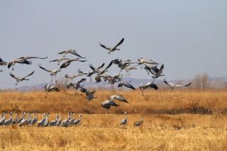 Linghai Wetland Welcomes Peak Migratory Bird Season, Birds Stop Over for Migration