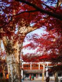 又是一年楓葉紅時魯迅公園賞楓攻略來啦！