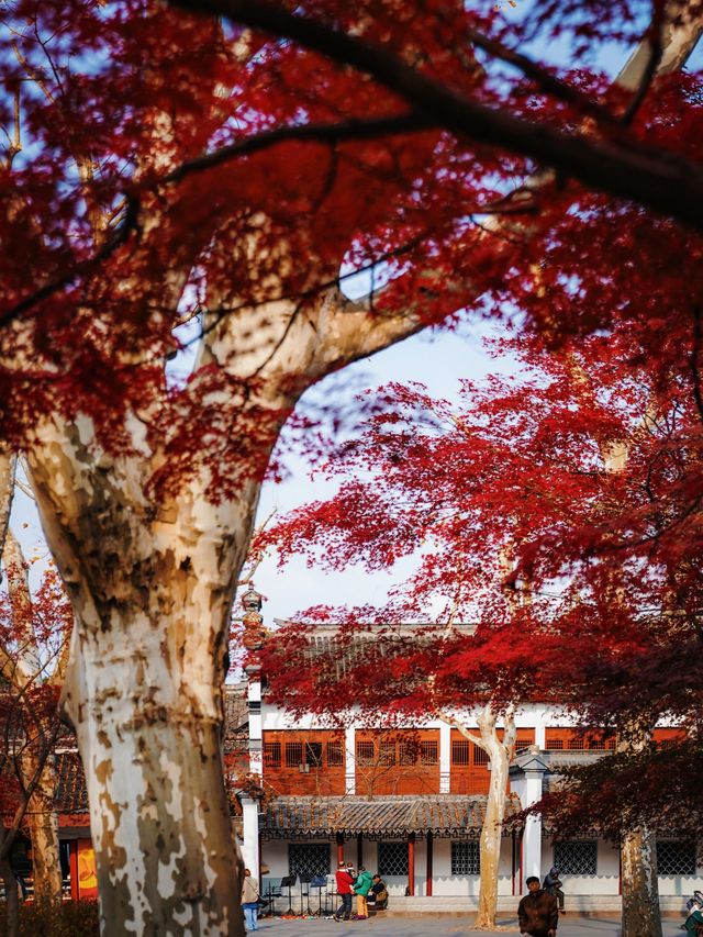 又是一年楓葉紅時魯迅公園賞楓攻略來啦！