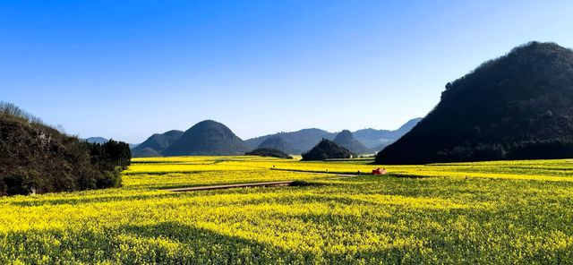 峰叢花田醉我心