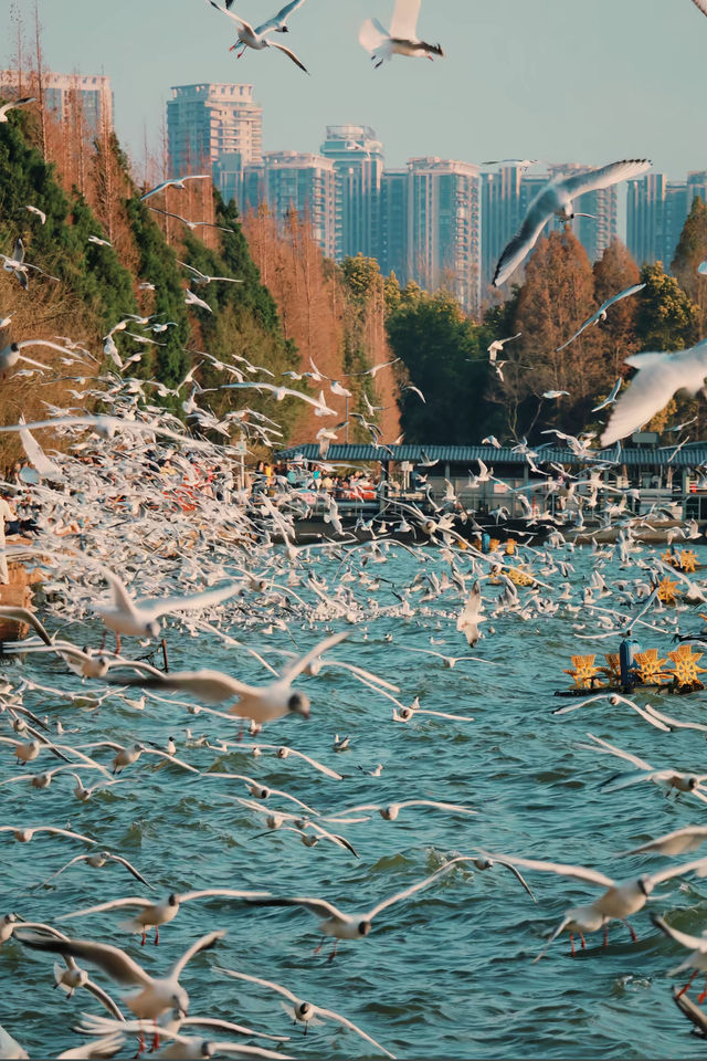 昆明冬日限定浪漫海洪濕地的鷗語時光 昆明冬日限定浪漫海洪濕地的鷗語時光