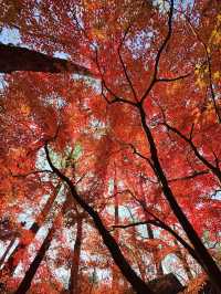 12.6棲霞山實況！！！南京的秋天瘋狂了！！！