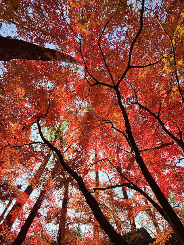 12.6棲霞山實況！！！南京的秋天瘋狂了！！！