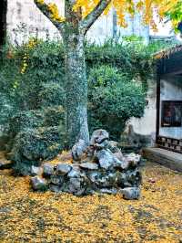 滿城秋色,一宅金黃