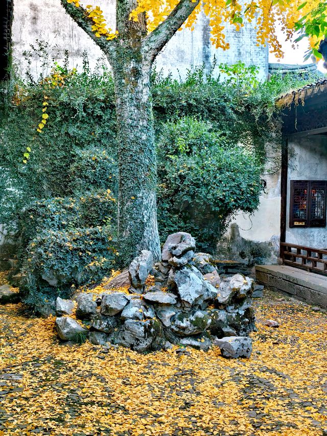 滿城秋色,一宅金黃 滿城秋色,一宅金黃