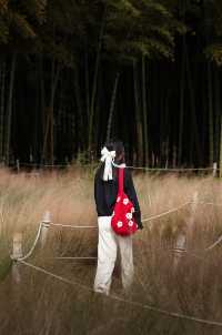 金色的粉黛是冬季的明信片