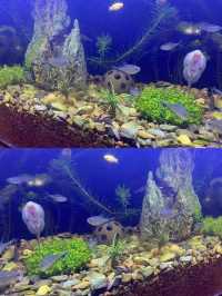 廬山杉與山青民宿：牯嶺鎮的雲端治癒秘境