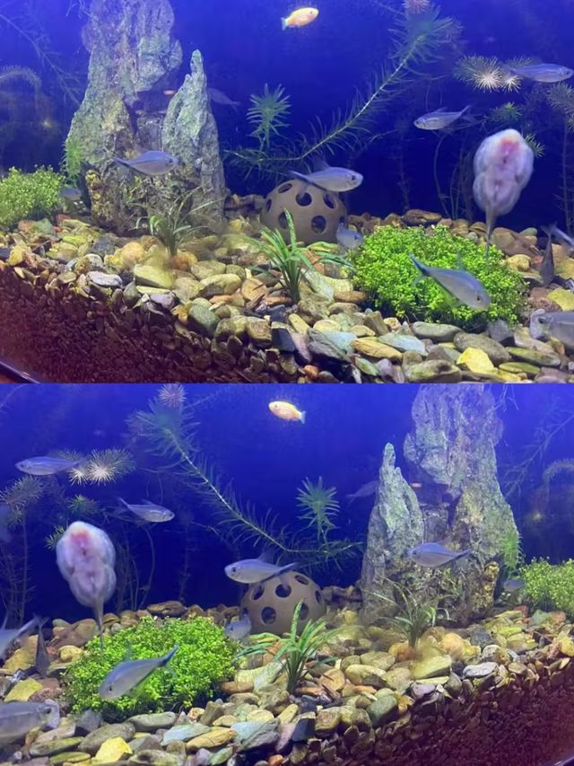 廬山杉與山青民宿：牯嶺鎮的雲端治癒秘境