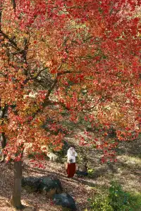 柳州 | 深秋的烏桕樹是白天裡綻放的煙火