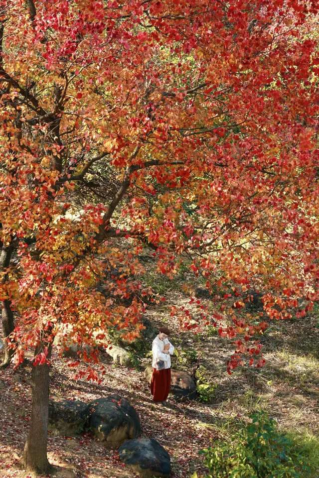 柳州 | 深秋的烏桕樹是白天裡綻放的煙火
