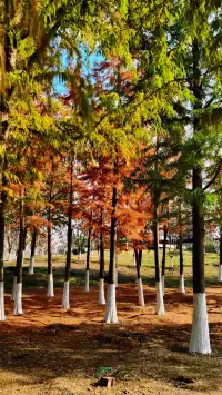 99%的人都不知道的江北賞秋路線~