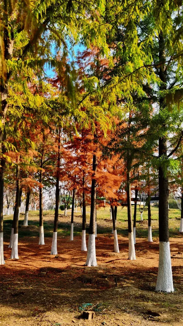 99%的人都不知道的江北賞秋路線~ 99%的人都不知道的江北賞秋路線~