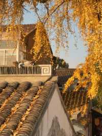 蘇州太平老街|邂逅千年銀杏的古寺禪意