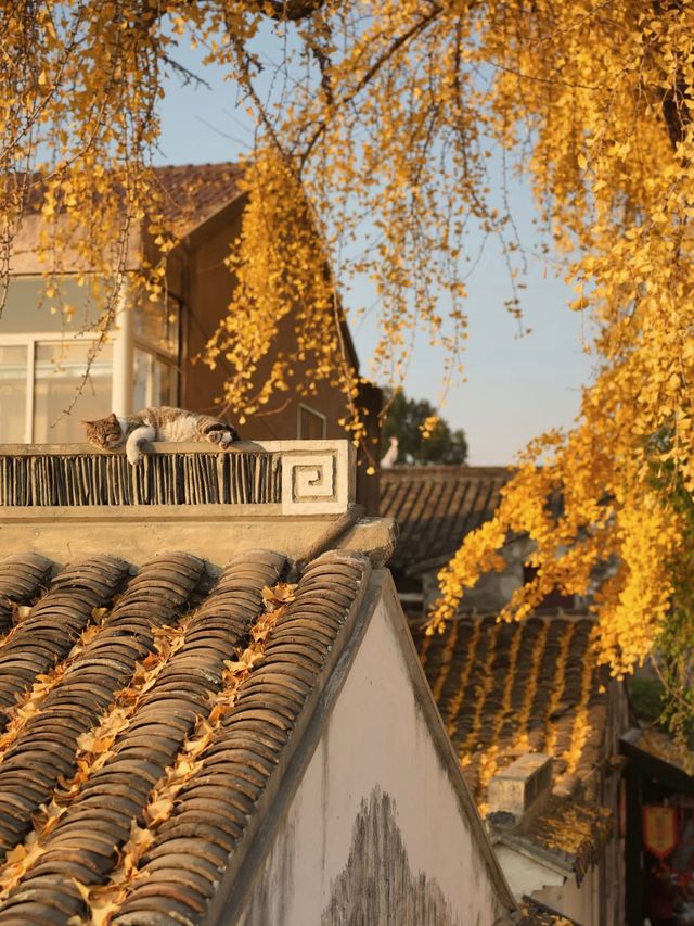 蘇州太平老街|邂逅千年銀杏的古寺禪意 蘇州太平老街|邂逅千年銀杏的古寺禪意