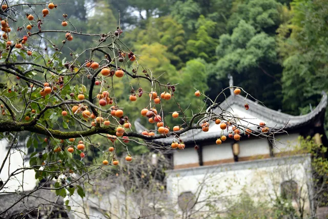 婺源篁嶺:為了出片而生的一座山村 婺源篁嶺:為了出片而生的一座山村