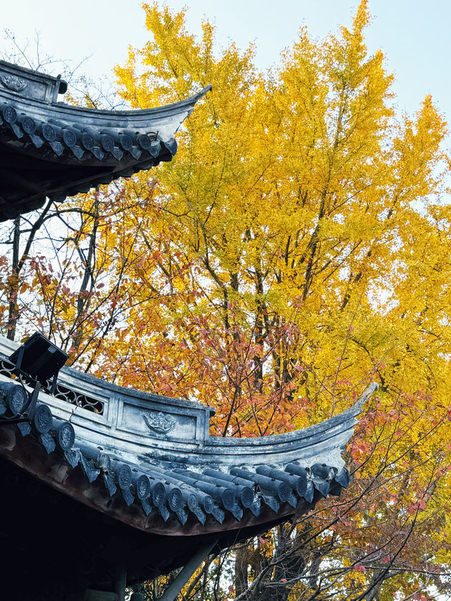 魔都秋日限定龍華寺美成古畫了!!! 魔都秋日限定龍華寺美成古畫了!!!